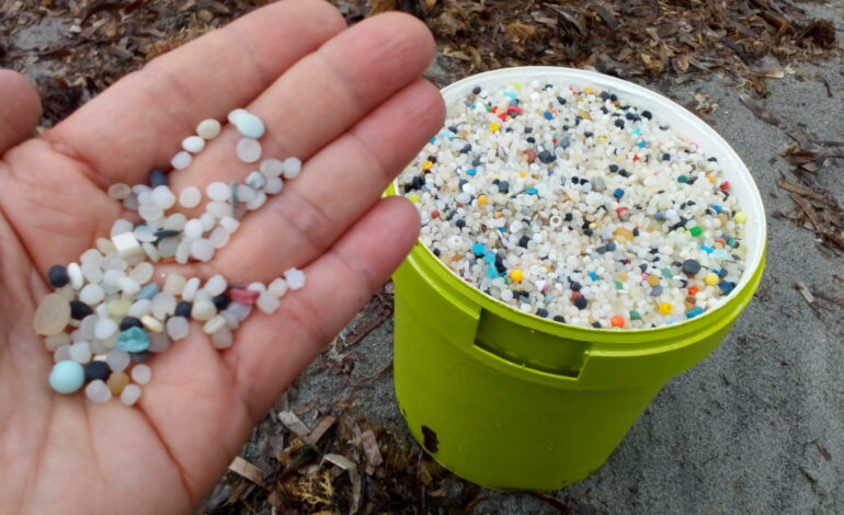 Cultura Sostenible Dénia denuncia la presencia de pellets en las playas de Dénia y Xàbia