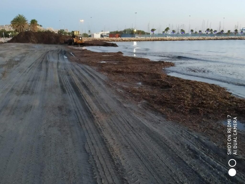 Playas, Limpieza Algas 30 Agosto (4)